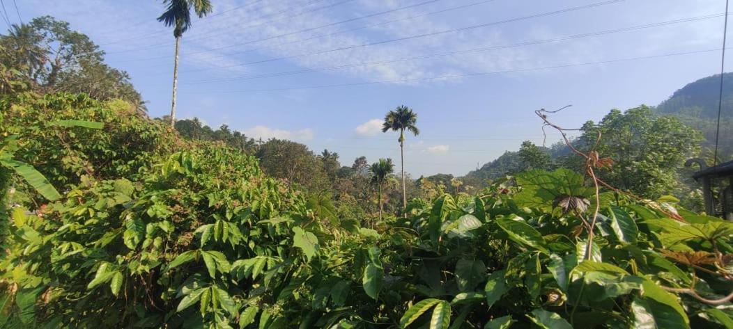 Riya Home Stay Munnar Anaviratty Luaran gambar